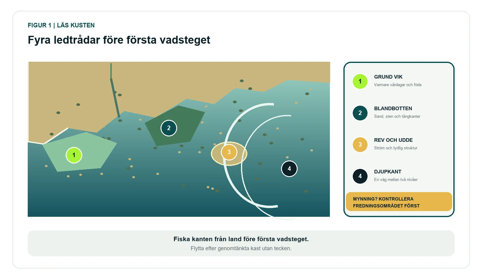 Kustillustration med grund vik, blandbotten, udde, rev och djupkant som visar fyra ledtrådar för att hitta havsöring.