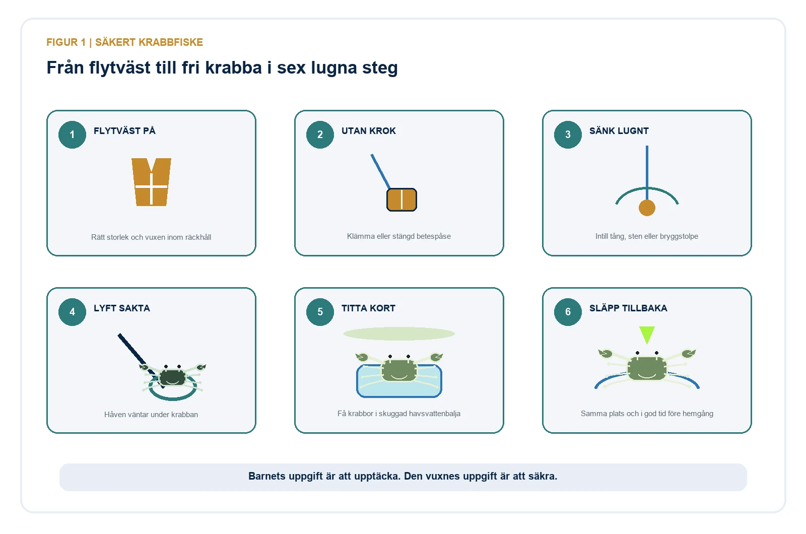 Illustration i sex steg med flytväst, krokfri krabblina, lugnt lyft, håv, skuggad balja och återutsättning på samma plats.