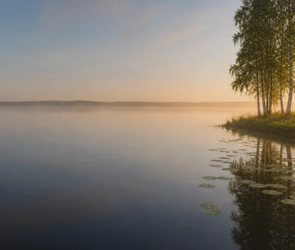 Stilla sommarsjö i gryningsdimma med näckrosblad längs strandkanten och björkar i varmt lågt morgonljus.