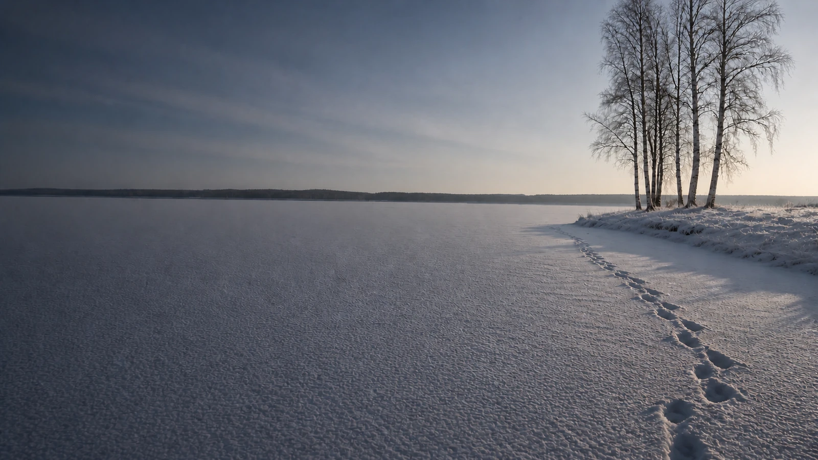 Snötäckt is över en sjö med fotspår som leder mot en björkdunge på udden, i lågt vintersolljus.