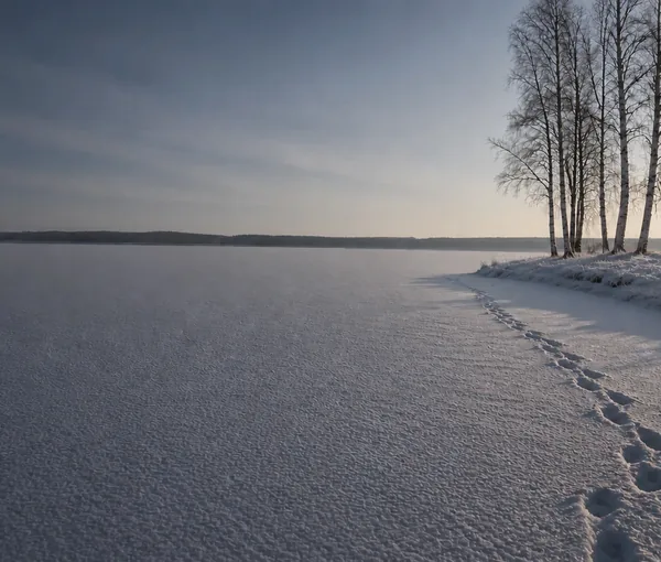 Snötäckt is över en sjö med fotspår som leder mot en björkdunge på udden, i lågt vintersolljus.