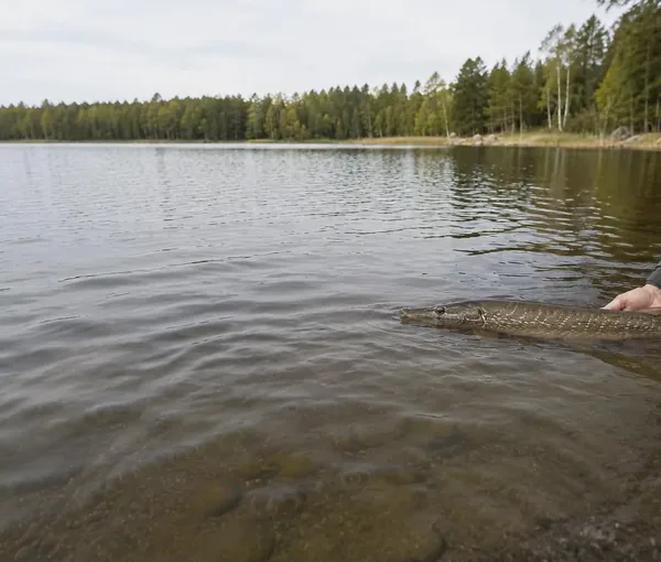Fiskare som varsamt släpper tillbaka en gädda i strandkanten av en skogssjö.