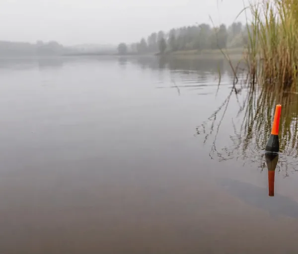 Ett flöte står i ytan intill vasskanten en dimmig morgon.