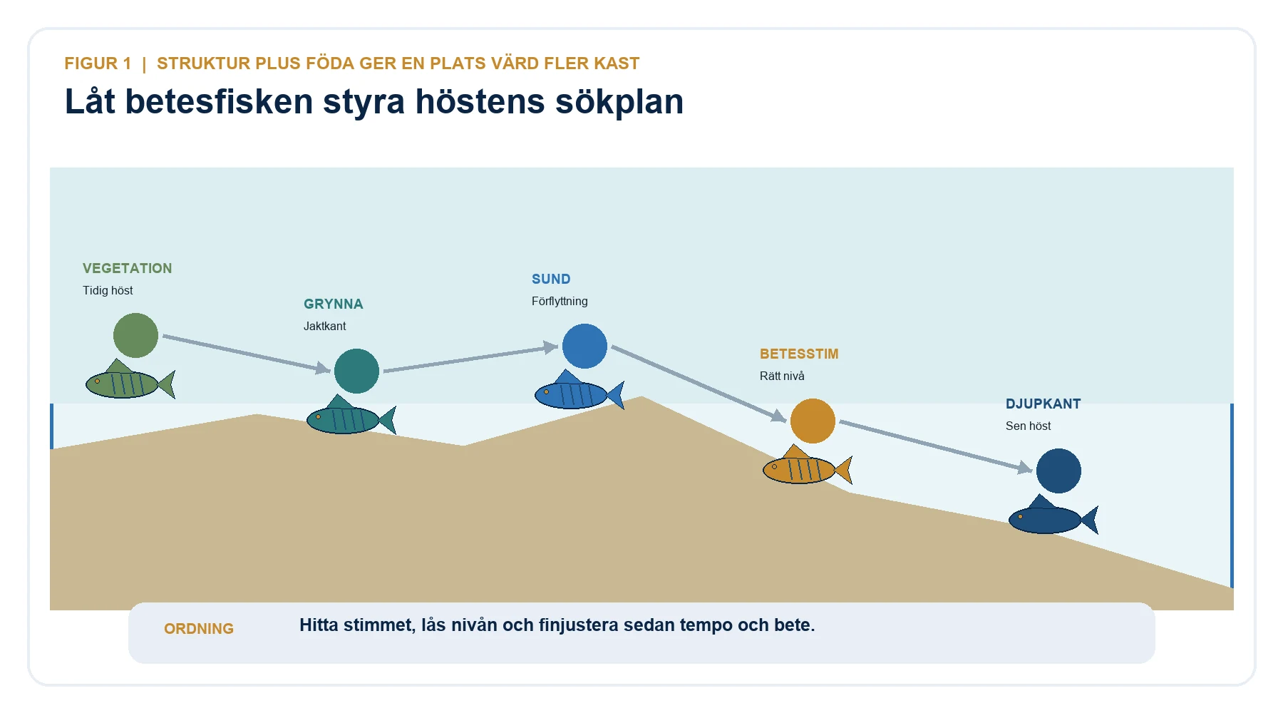Höstlig sökplan för abborre från vegetation via grynna och sund till betesstim och djupkant.