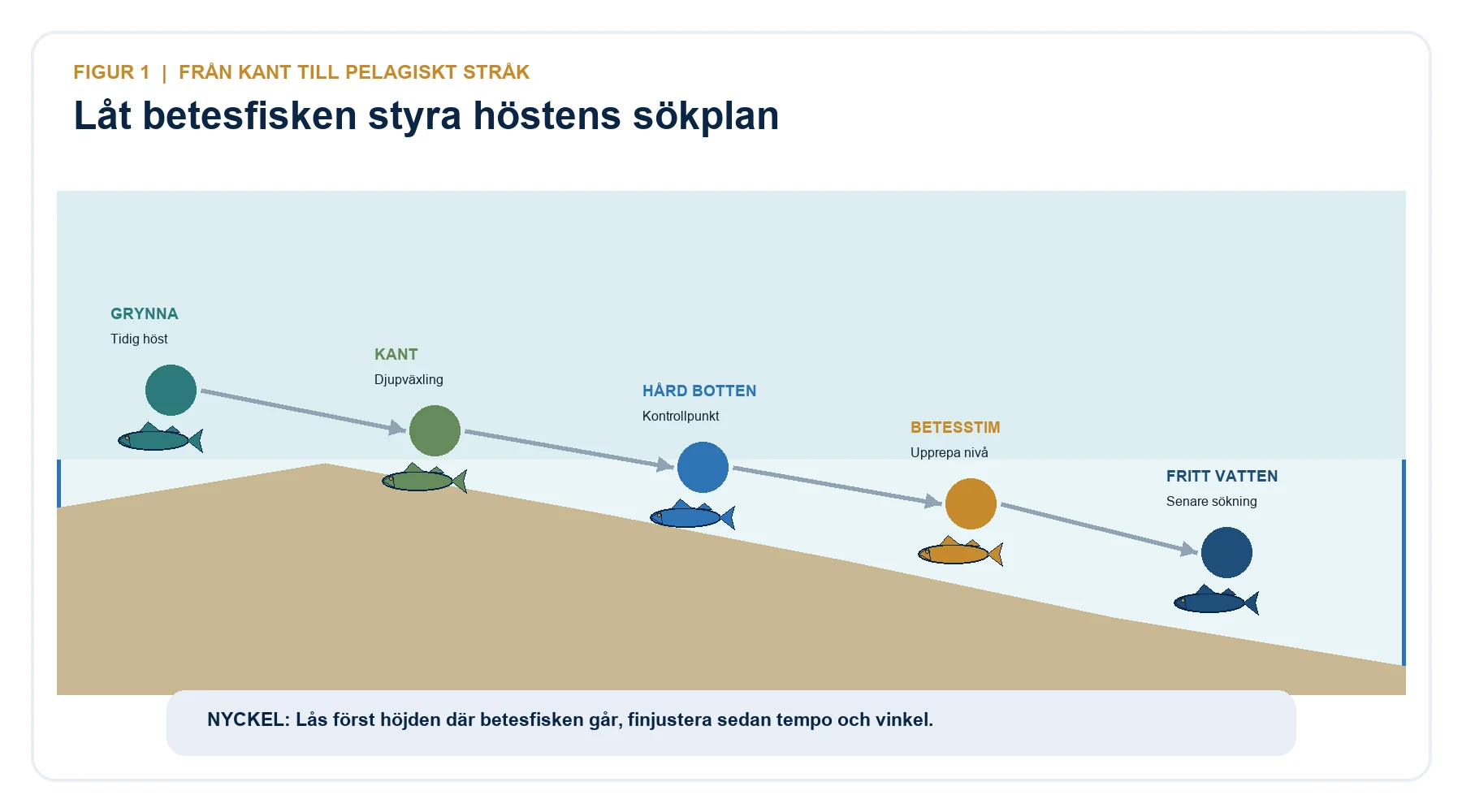 Sökplan för höstgös från grynna och djupkant till hård botten, betesstim och fritt vatten.