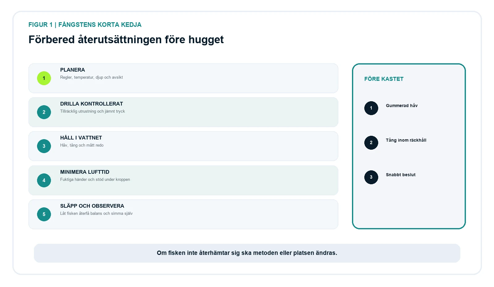 Fem steg för skonsam återutsättning från planering till att fisken simmar själv.