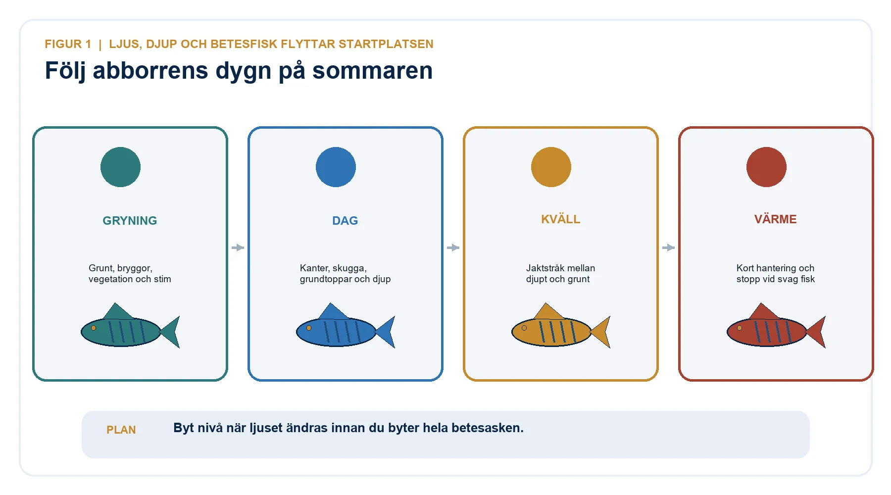Sommardygn för abborrfiske med gryning, dag, kväll och extra försiktig hantering i varmt vatten.