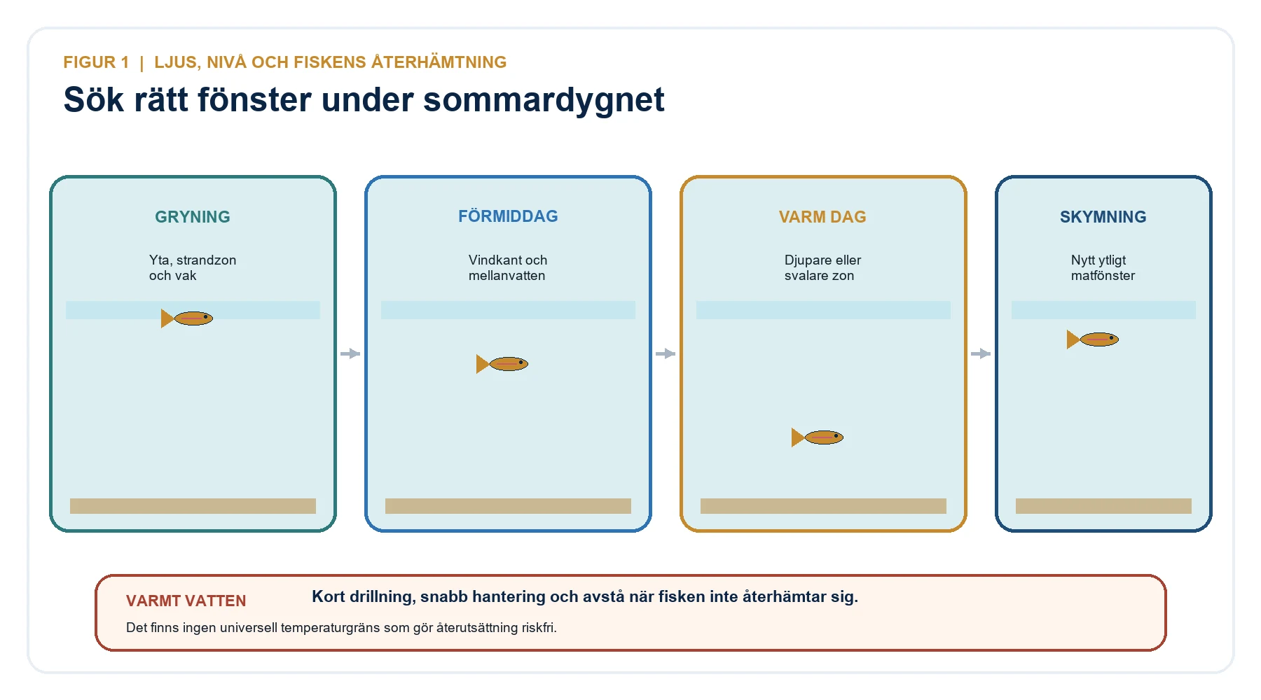Sommardygn för regnbågsfiske med grunt fiske i gryning, mellanvatten på förmiddagen, djupare sökning under varm dag och nytt ytligt fönster i skymning.