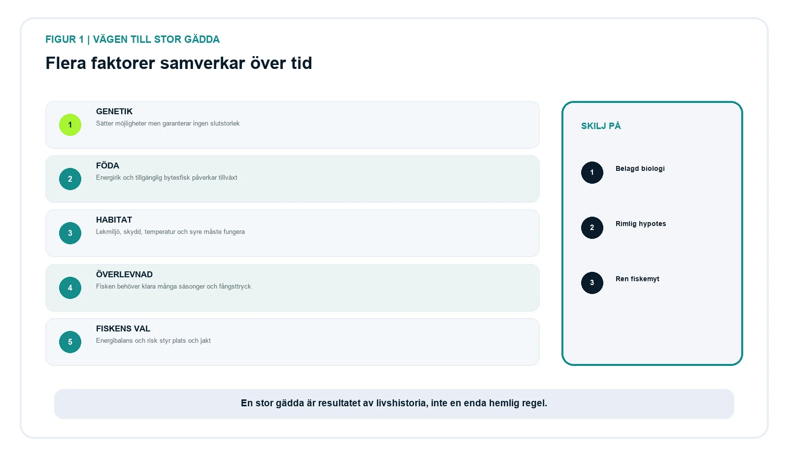 Fem samverkande faktorer bakom en stor gädda: genetik, föda, habitat, överlevnad och fiskens energival.