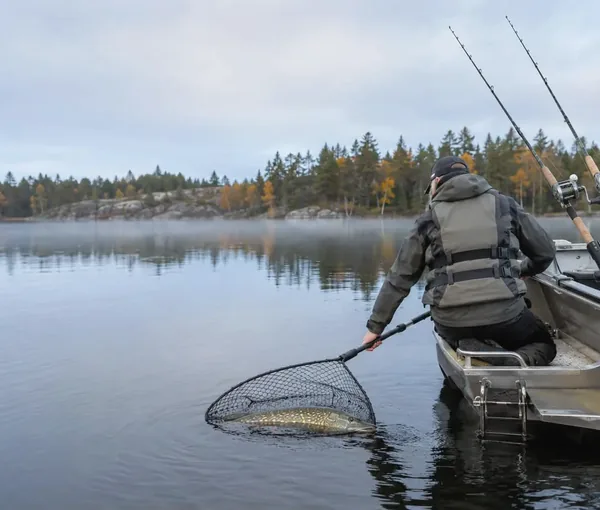 Fiskare i båt håvar en gädda, med två trollingspön resta bakom sig.