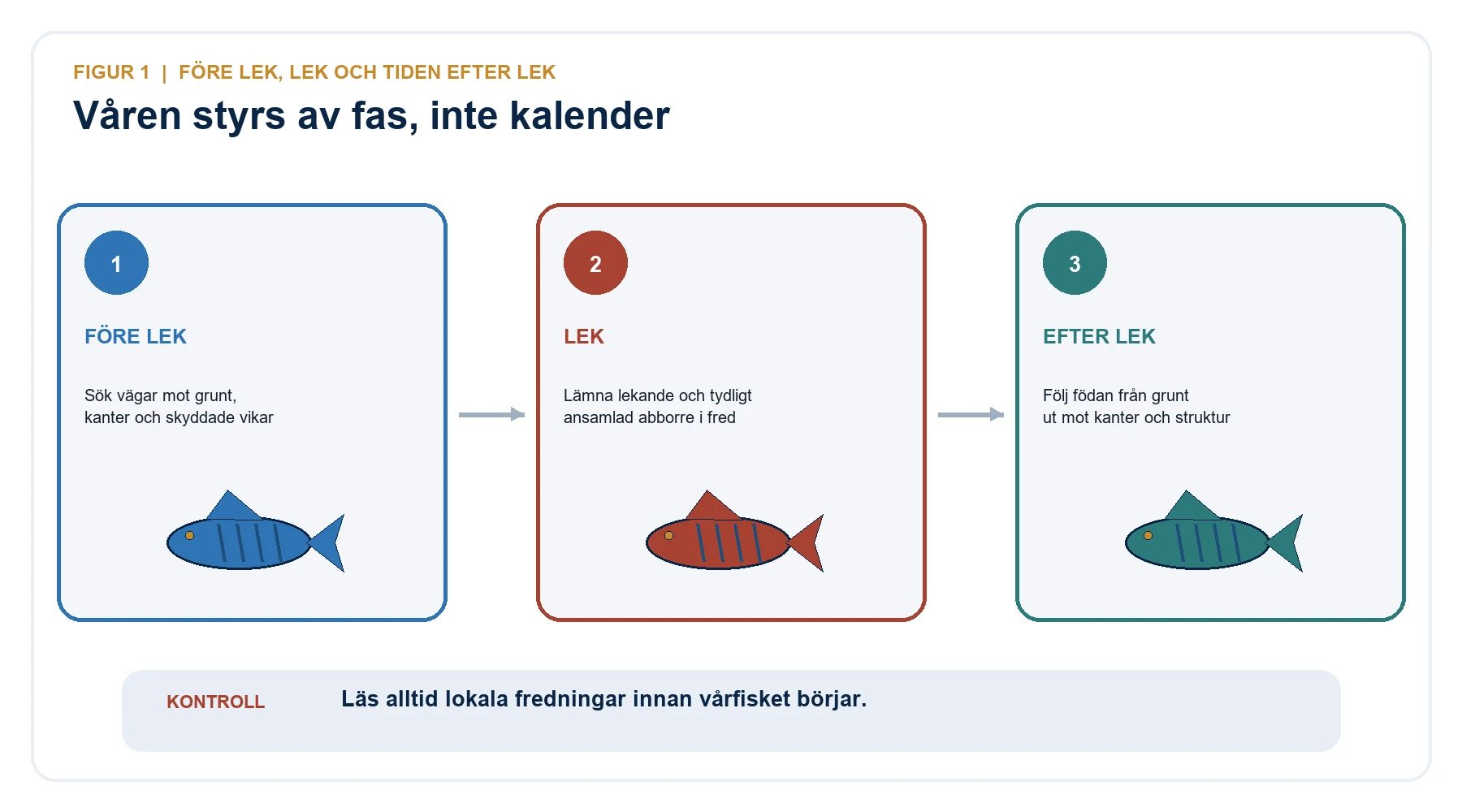 Tre faser för vårfiske efter abborre: före lek, lek och tiden efter lek.