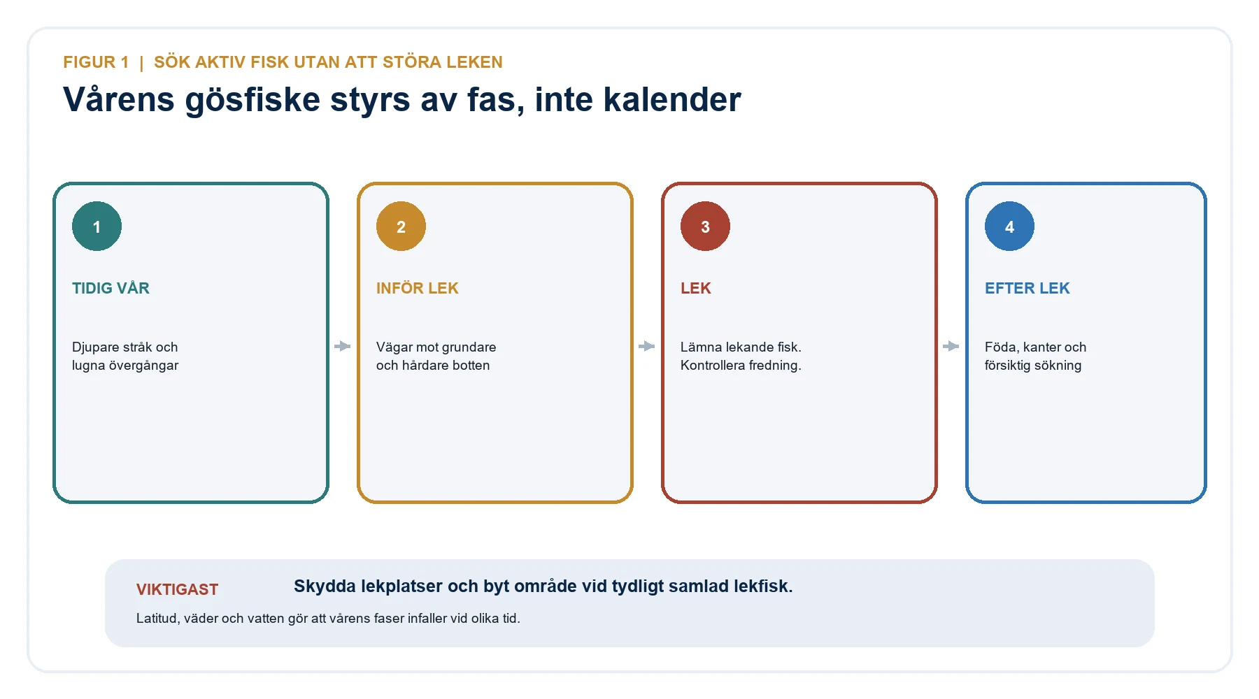 Vårens fyra faser för gös: tidig vår, inför lek, lek och efter lek.