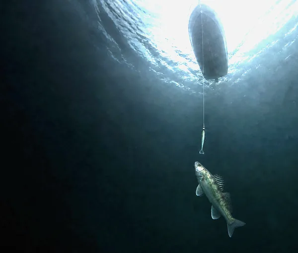 Gös rakt under en båt, sedd underifrån mot skrovet i ytan, med ett vertikalbete på lodrät lina framför fisken.