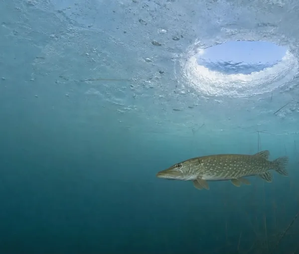 Gädda som simmar under isen, nedanför ett uppborrat ishål.
