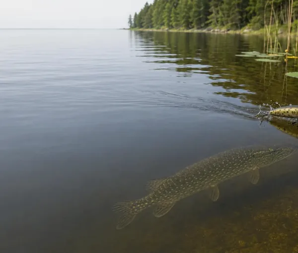 Gädda som följer en popper i ytan vid näckrosbladen.