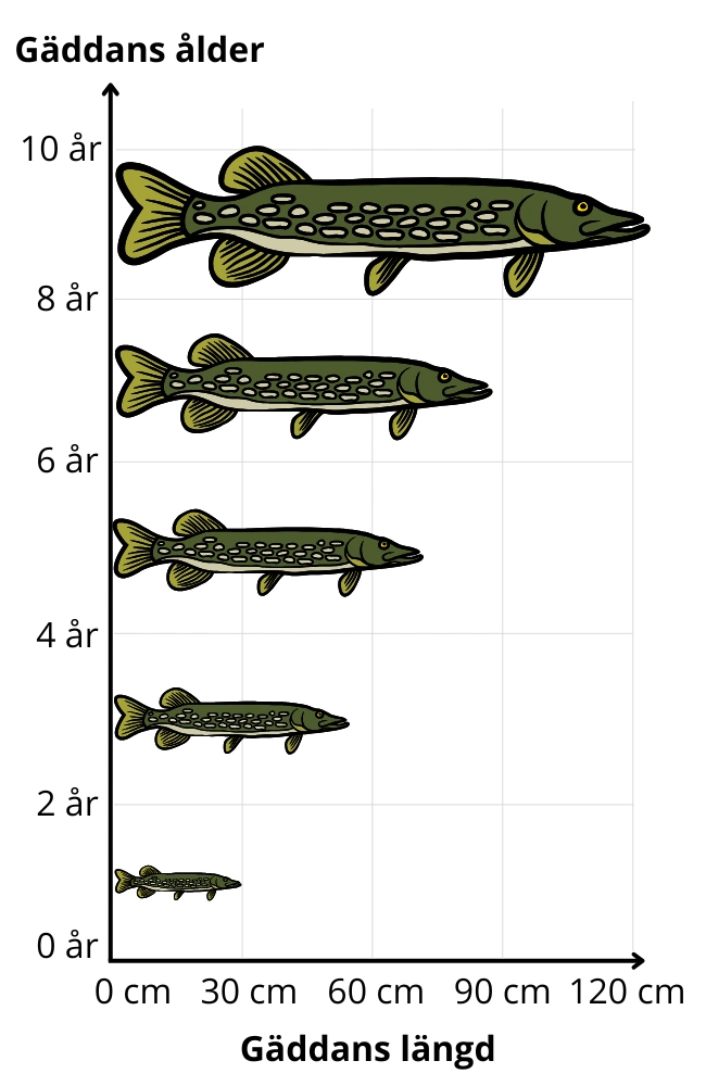 Gäddans tillväxt i längd i cm från 0 till 10 års ålder.