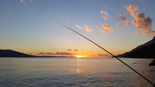 meta abborre vid solnedgång