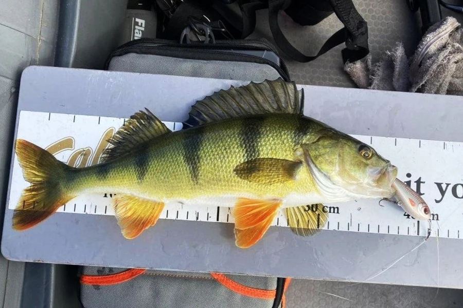 Stor abborre fångad på wobbler, uppmätt på mätbräda efter lyckat abborrfiske – ett tydligt resultat av att fiska abborre med rätt teknik.