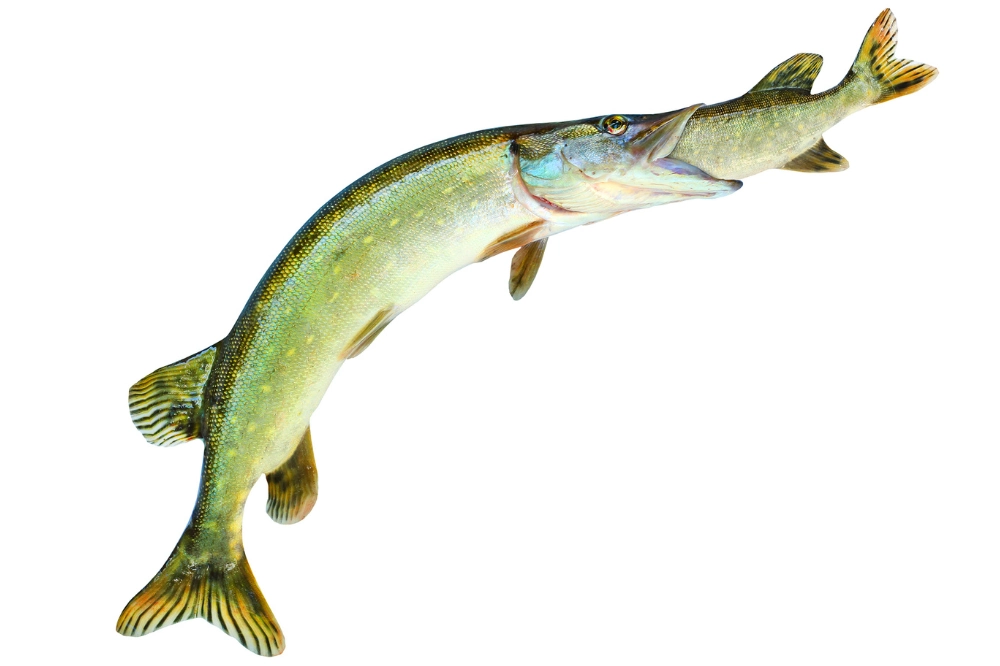 Gädda attackerar och äter en mindre gädda – exempel på gäddans kannibalism och rovfiskbeteende.