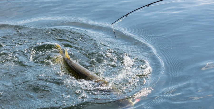 Gädda krokad nära ytan i kamp mot fiskespö för gädda – tydlig spöböj visar spöets aktion under hård belastning.