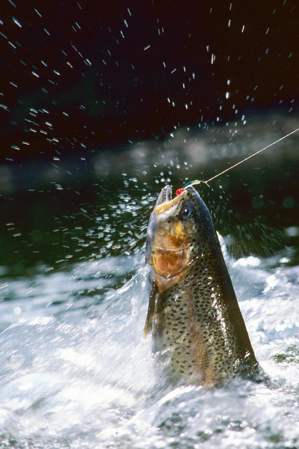 Regnbåge gör ett kraftigt luftsprång i vattnet med flugan fast i munnen – ett klassiskt ögonblick vid flugfiske efter regnbåge.