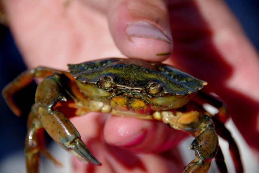 Fiska krabbor på västkusten – närbild på en nyfångad krabba i handen