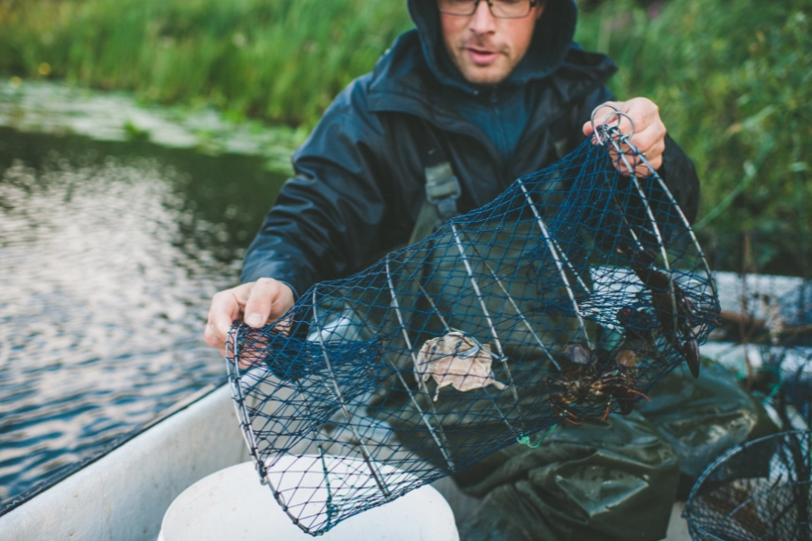 Man i båt som fiskar kräftor med burfälla i sjö – traditionellt kräftfiske i Sverige