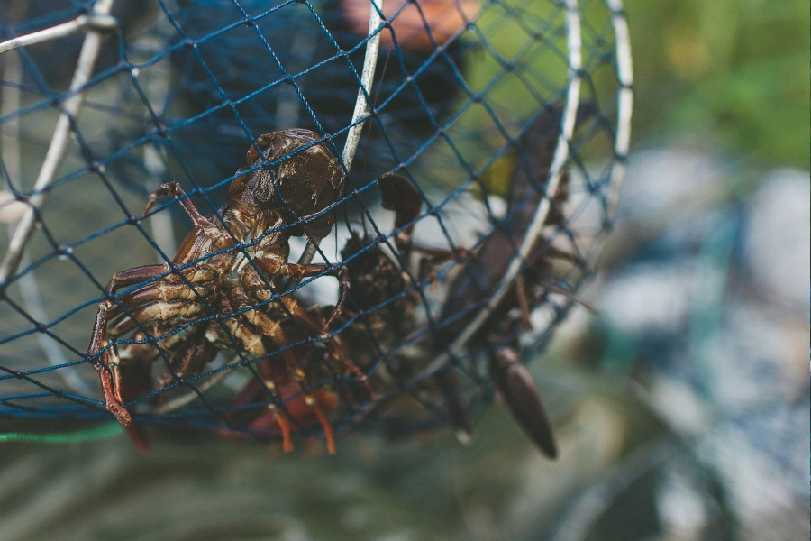 Levande kräftor fångade i burfälla under kräftfiske