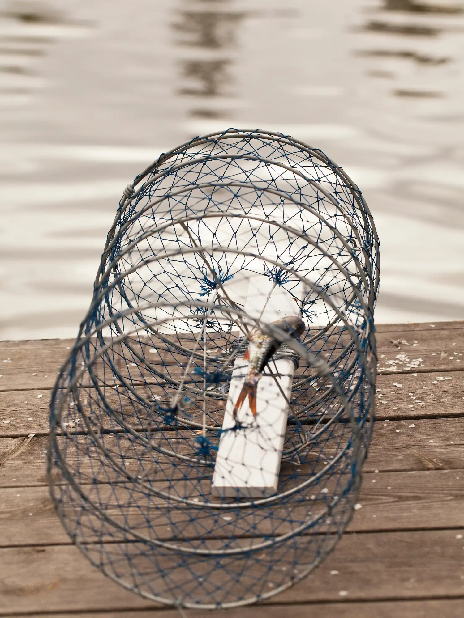 Kräftbur med bete placerad på brygga vid sjön inför kräftfiske