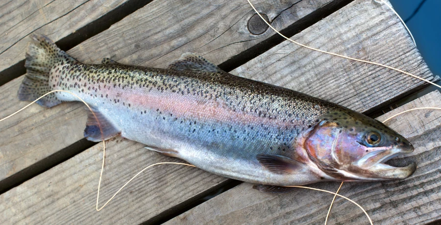 Ett resultat av att fiska regnbåge – en nyfångad regnbåge ligger på en träbrygga, omgiven av flugfiskelina och skimrar i blått, rosa och silver.