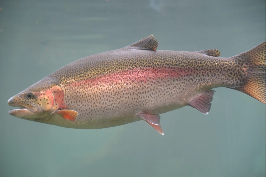 Regnbåge i klart vatten, med tydlig rosa sidolinje – en art som planterats in i Sverige och ofta fiskas i put & take-vatten. Typiskt exempel på färgvariation beroende på miljö och föda, som nämnt i artikeln.