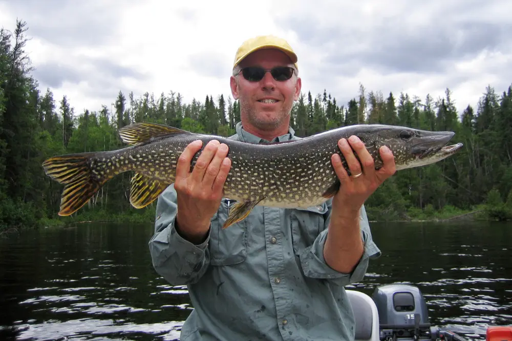 Nyfångad gädda efter jerkbait för gädda