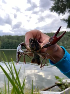Man håller upp nyfångad kräfta vid sjö i Sverige 