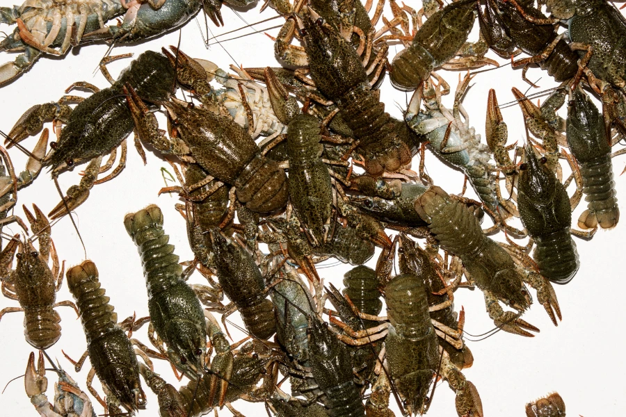 Massvis med nyfångade kräftor