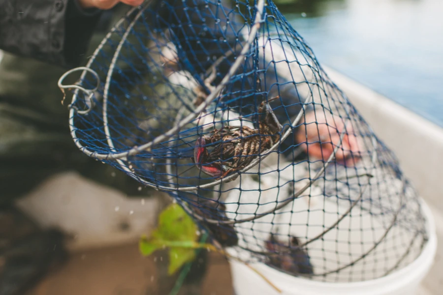 Kräftbur full av nyfångade kräftor