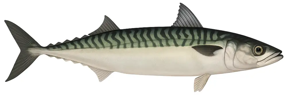 Illustration av en makrill, används som faktabild i en guide om gösfiske.