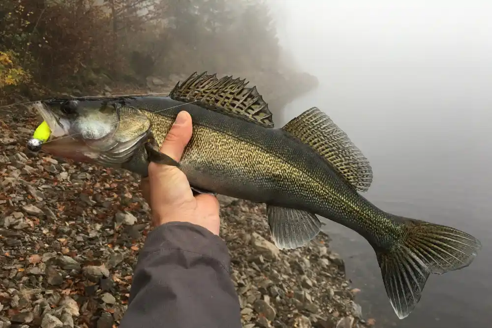 Person som håller en fångad gös vid en stenig strandkant under en dimmig morgon, ett tydligt exempel på gösfiske för den som vill lära sig fiska gös.