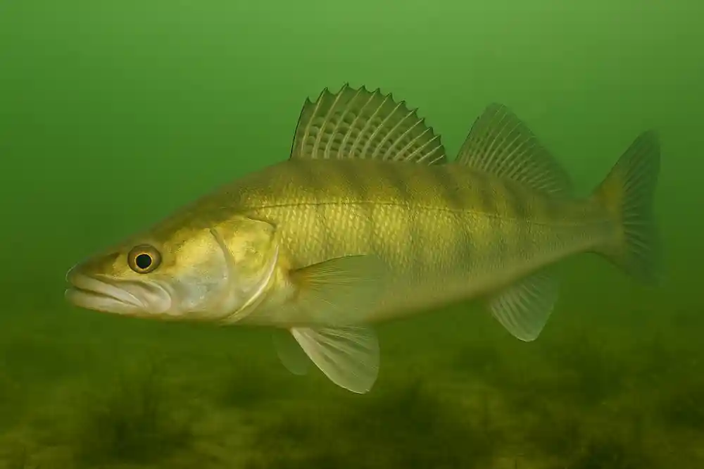 Gös i klart, varmt sommarvatten nära vegetation och kanter, vanligt beteende under aktivt sommarfiske efter gös.