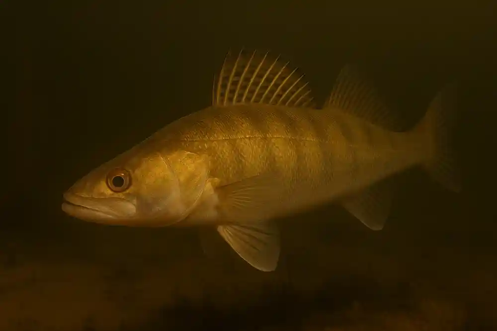 Gös i grumligare höstvatten när den följer stimmen av betesfisk mot djupare områden – typiskt höstmönster för gösfiske.