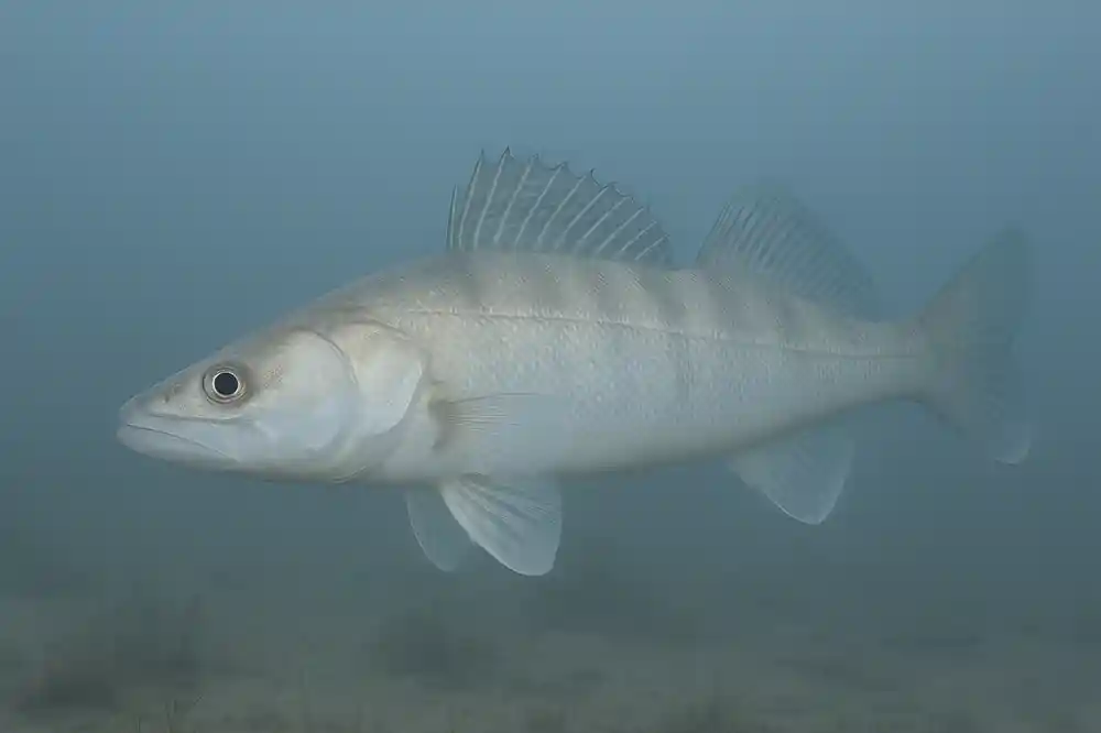 Gös som står djupt och stilla i kallt vintervatten, vanligt beteende när gösen blir trög och kräver långsamt fiske.